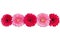 Red and pink gerbera flowers line on white background isolated closeup, gerber flower decorative border, daisies head top view