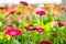 Red and pink gerberas grow in modern greenhouse under artificial growlight