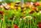 Red and pink gerberas grow in modern greenhouse under artificial growlight