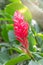 Red and pink ginger flowers growing on the plant