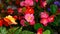 red and pink Hybrid Begonia tuberhybrida flower in summer garden