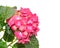 Red and pink Hydrangea flowers, hortensia close up isolated
