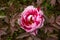 Red and pink Itoh Peony in spring garden