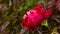 Red and pink Itoh Peony in spring garden