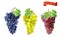 Red, Pink Muscatel and white table grapes, wine grapes.