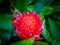 Red, pink and orange alien flower with pointy petals. Surrounded by large green leaves.