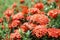 Red pink orange ixora spike flower green leaf rain drop