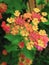 Red, pink, orange, and yellow lantana flower buds and blooms