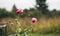 Red-pink poppy flowers with green stem on the background of the fence in the village. Poppies in autumn. Beautiful flowers