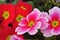 Red and pink primrose