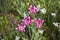 Red pink purple tulips Lily Flowered bloom, outdoor photo horizontal, beautiful unusual tulips flower heads