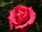 Red pink rose macro dark green blurred background natural wallpaper