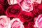 Red and pink roses bouquet.  Soft flowers for background