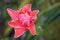 Red pink torch ginger plant rain drop