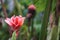 Red pink torch ginger plant rain drop