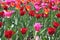 Red and Pink Tulip flowers Growing