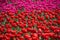 Red and pink tulips in field of tulips