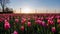 Red pink tulips during sunset, tulip fileds in the Netherlands Noordoostpolder, beautiful sunset colors with spring