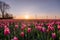 Red pink tulips during sunset, tulip fileds in the Netherlands Noordoostpolder, beautiful sunset colors with spring