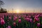 Red pink tulips during sunset, tulip fileds in the Netherlands Noordoostpolder, beautiful sunset colors with spring