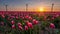 Red pink tulips during sunset, tulip fileds in the Netherlands Noordoostpolder, beautiful sunset colors with spring