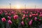 Red pink tulips during sunset, tulip fileds in the Netherlands Noordoostpolder, beautiful sunset colors with spring