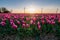 Red pink tulips during sunset, tulip fileds in the Netherlands Noordoostpolder, beautiful sunset colors with spring