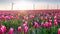 Red pink tulips during sunset, tulip fileds in the Netherlands Noordoostpolder, beautiful sunset colors with spring