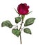 Red pink velvet rose flower bud with green leaves