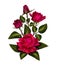 Red pink velvet rose flower bud with green leaves