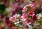 Red, pink and white flowers of the Australian Chamelaucium waxflower variety My Sweet Sixteen