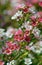 Red, pink and white flowers of the Australian Chamelaucium waxflower variety My Sweet Sixteen