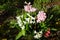 Red, pink and white hyacinths in the garden. Berlin, Germany