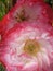 Red pink white large poppy flower with multi petals