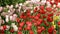 Red, pink and white tulips on colorful field. Beautiful flowers from annual Tulip festival.