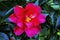 Red Pink White Yellow Camellia Blooming Macro