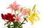 Red, pink and yellow flowers. Lilies on white background