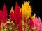 Red, pink and Yellow Plumed cockscomb, Celosia argentea on black background