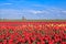 Red, pink, yellow tulip fields and windmill