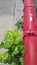 Red pipe and the green plant.