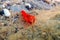 Red pistol snapping shrimp - Alpheus macrocheles