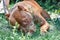 Red pit bull with a chain lies in green grass