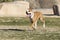 Red Pitbull running through the park