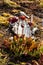 Red pitcher plant