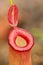 Red pitcher trap of Nepenthes Carnivorous plant