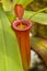 Red pitcher trap of Nepenthes Carnivorous plant