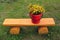 Red plastic bucket with wild medical St Johns wort flowers