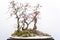 Red plum bonsai tree againt white wall