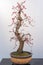 Red plum bonsai tree againt white wall