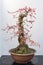 Red plum bonsai tree againt white wall